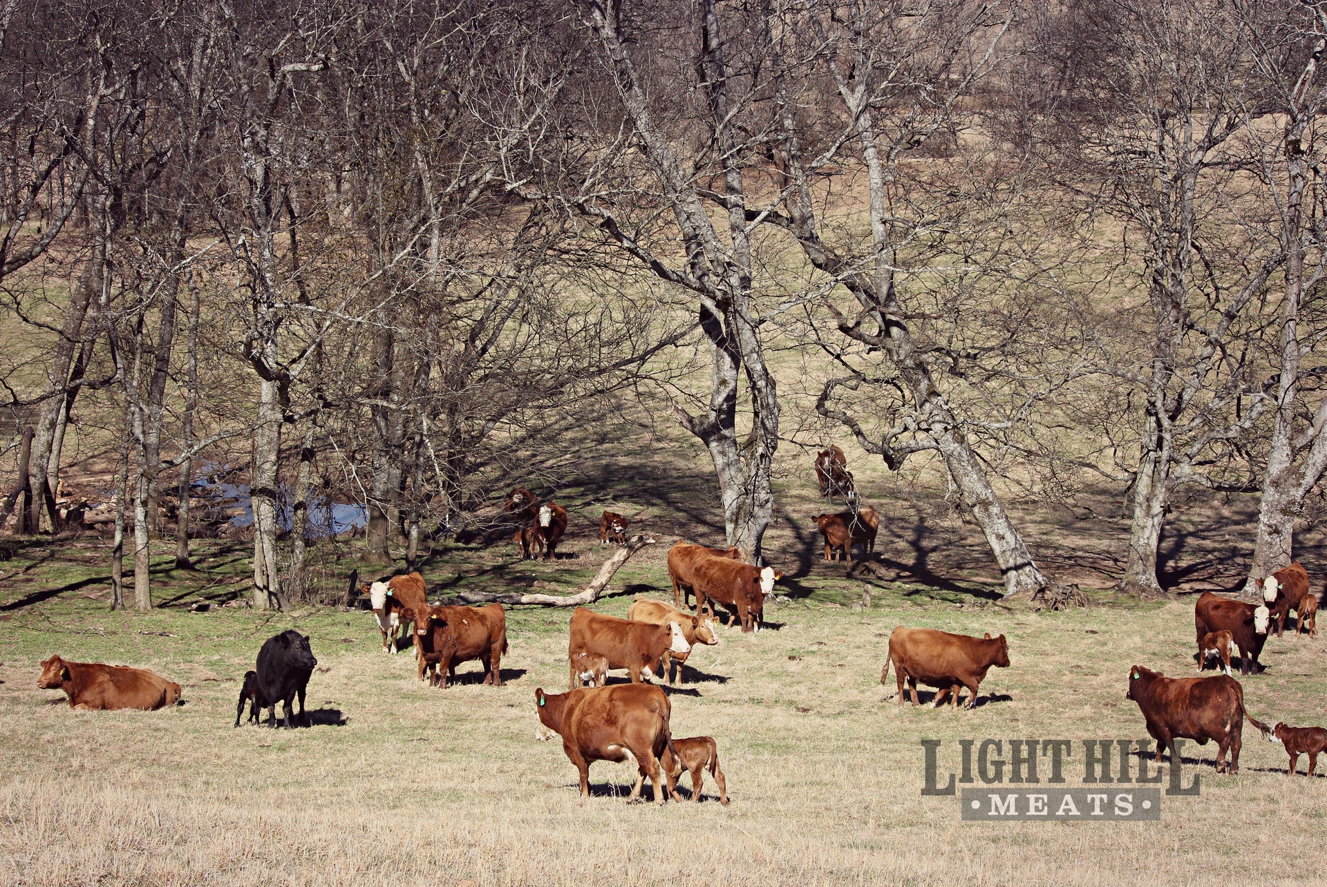 Order a half or whole beef/pig from Light Hill Meats.