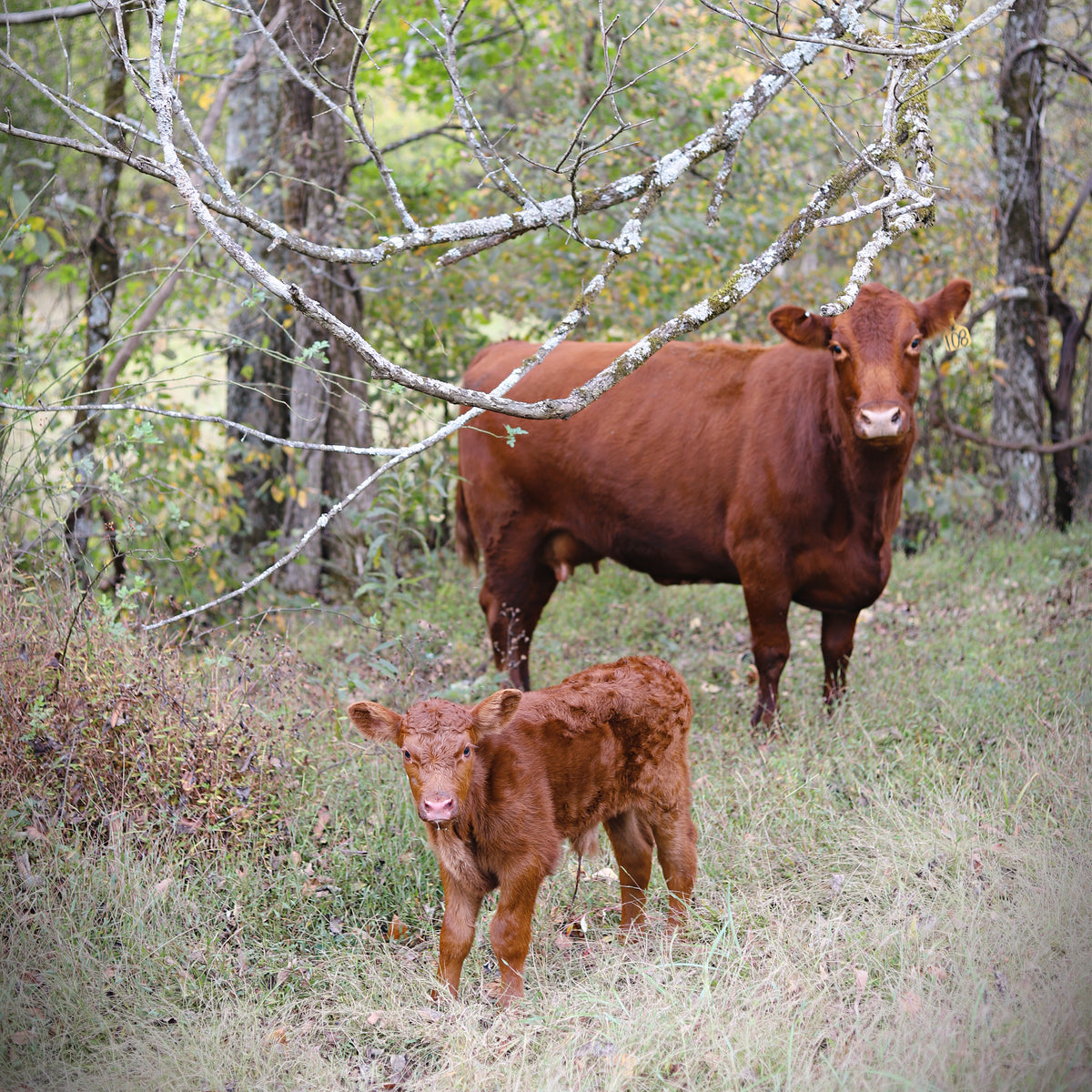 Behind-the-Scenes Farm Sat. October 10th