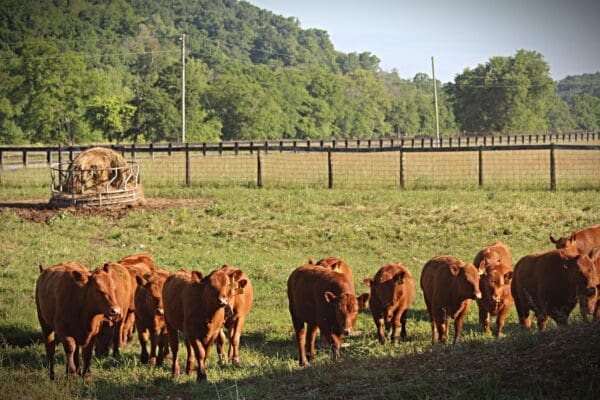Behind the Scenes On-Farm Tour Oct 18 - Image 4